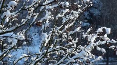 覆盖着雪的树枝在风中微微簌簌作响